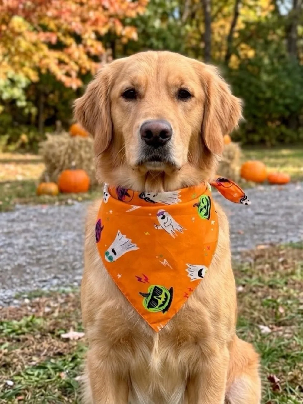 N/A festive halloween